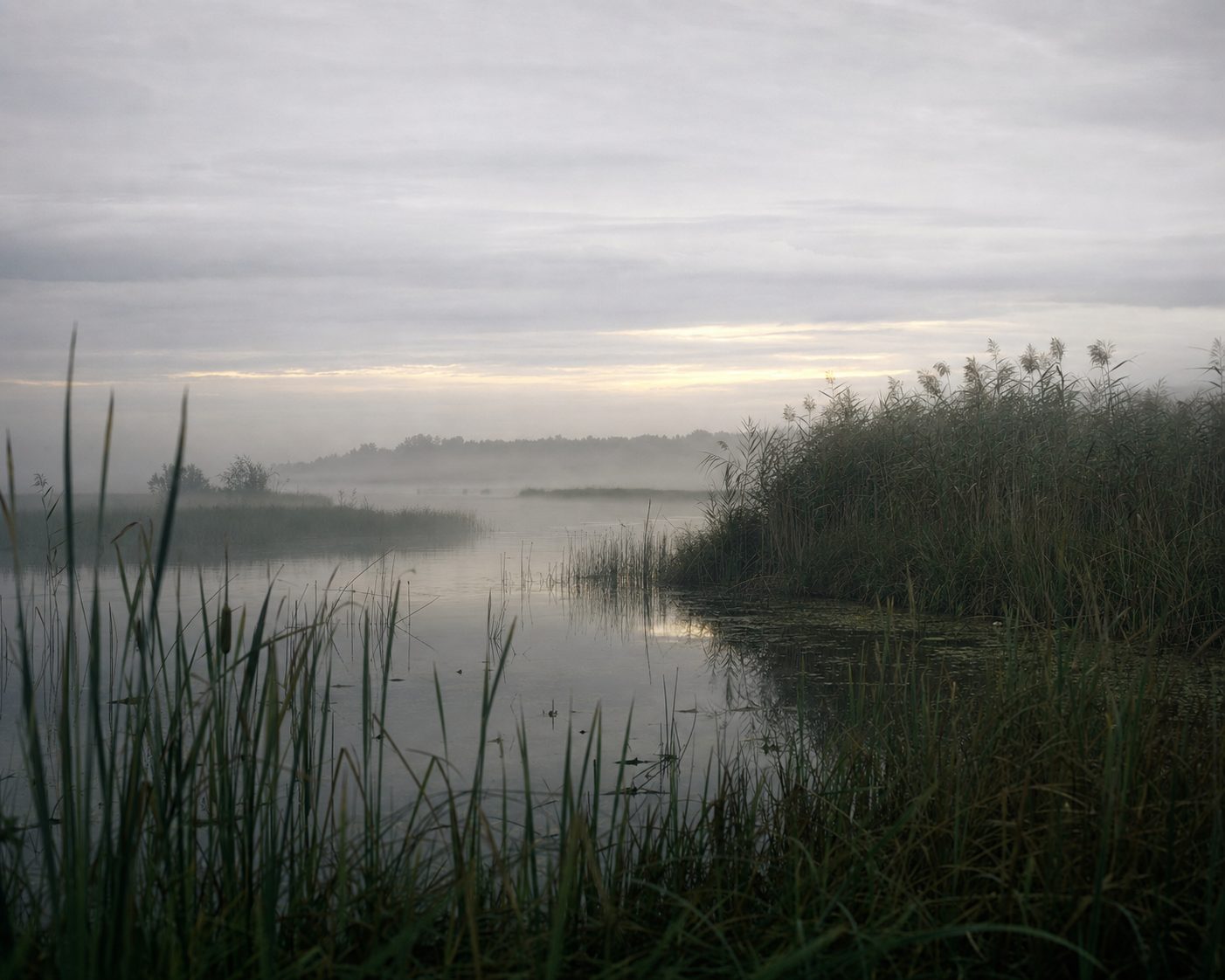 A Lake Erie coastal marsh at dawn, cattails standing in still water under mist.